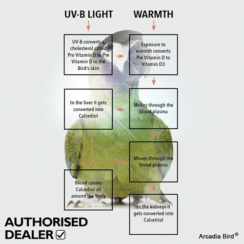 Arcadia Mini UVB Avian Light Kit - Image 4