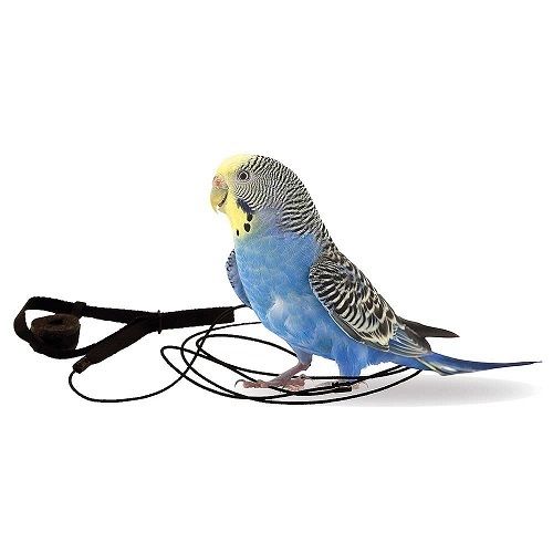The Aviator Parrot Harness & Leash - Mini - Black