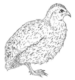 Frozen Quail Large 100G+ x 3