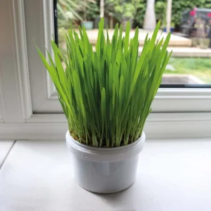 Parrot Cafe Organic Oat Grass Parrot Treat - Grow Your Own