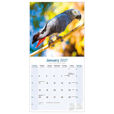 NEW! 2027 African Grey Parrot Calendar - Full Colour - 16 Month - Image 4