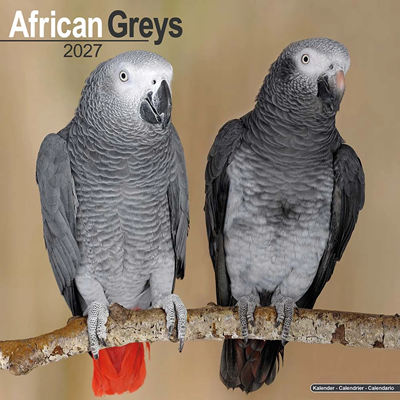 NEW! 2027 African Grey Parrot Calendar - Full Colour - 16 Month