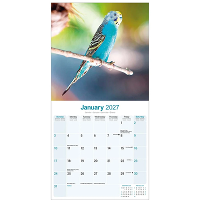NEW! 2027 Budgerigar Calendar - Full Colour - 16 Month - Image 4