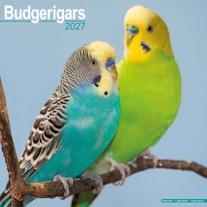 NEW! 2027 Budgerigar Calendar - Full Colour - 16 Month