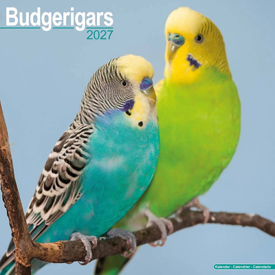 NEW! 2027 Budgerigar Calendar - Full Colour - 16 Month