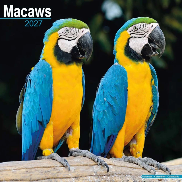 NEW! 2027 Macaw Parrot Calendar - Full Colour - 16 Month